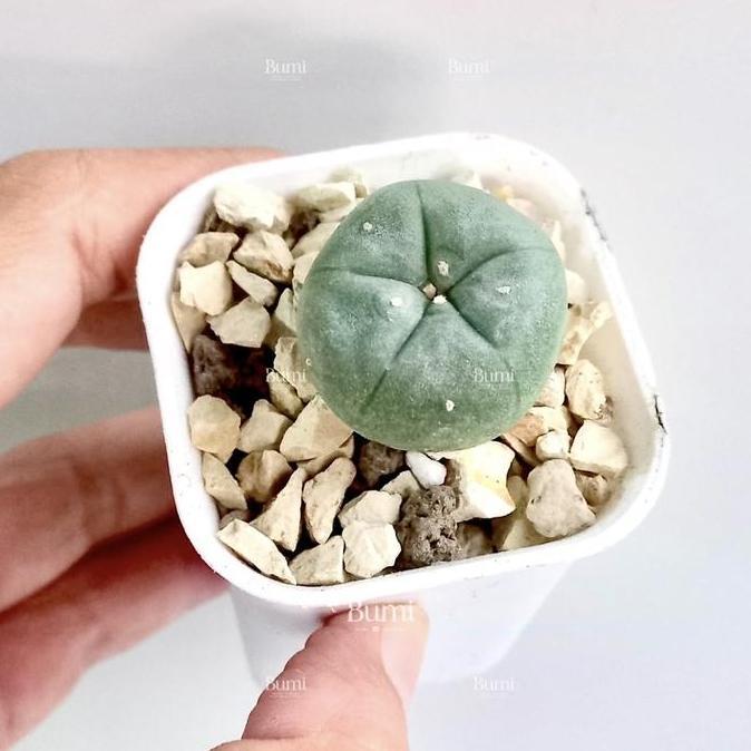 Lophophora williamsii - Bumi Kaktus Gurun Succulent