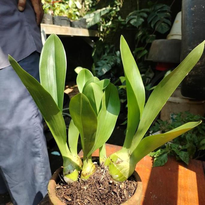 Anggrek remaja grammatophyllum/anggrek macan langka