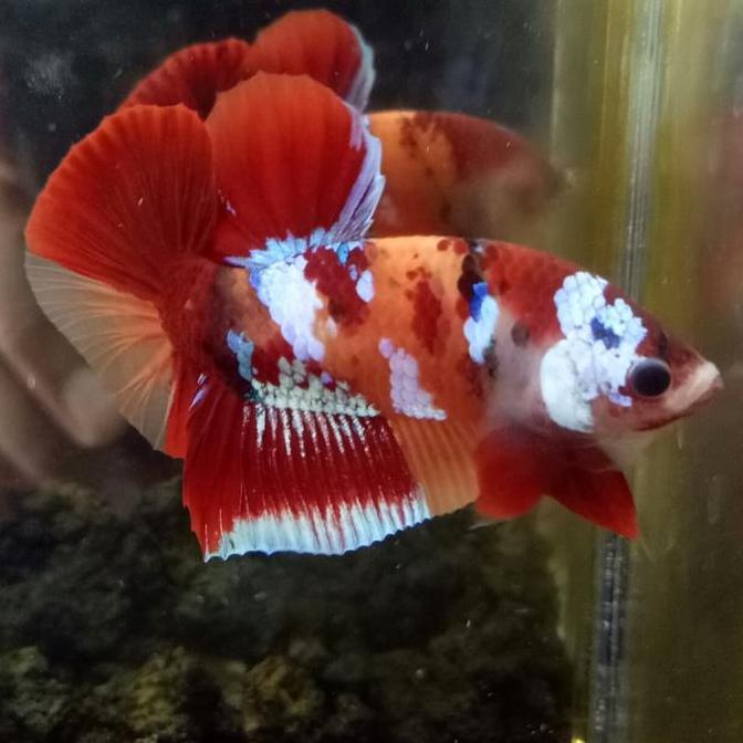 Miliki Ikan Cupang Langka/Bendera Indonesia