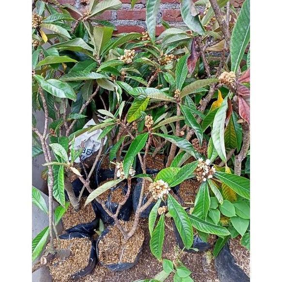 Tanaman Bibit Buah Leci Biwa sudah berbuah dan berbunga TUMBUHAN