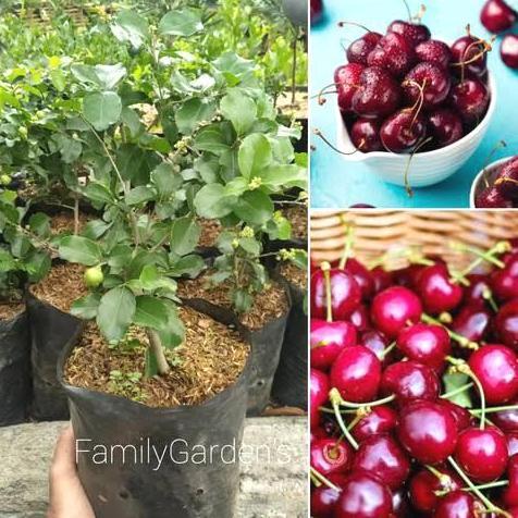 bibit buah cherry jepang / ceri jepang TUMBUHAN