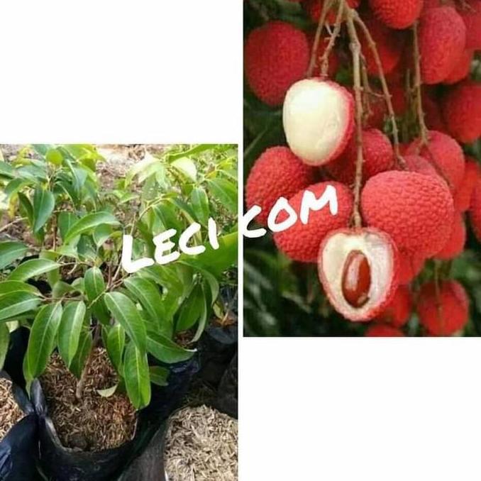 bibit buah leci hasil cangko TUMBUHAN