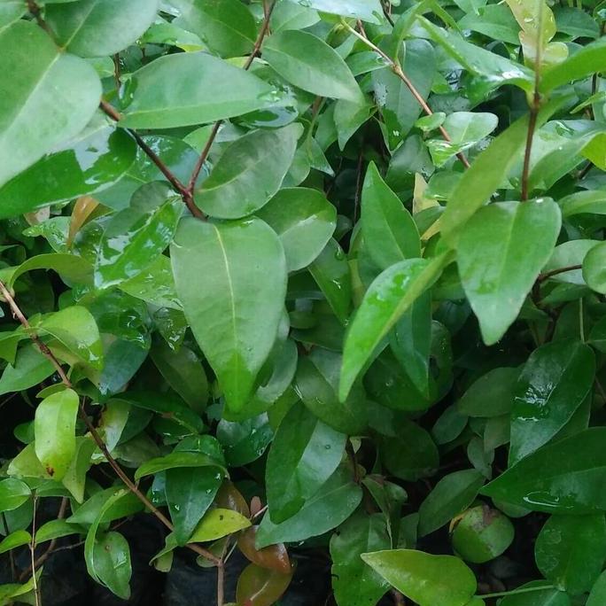 Bibit Tanaman Buah Cermai Merah TUMBUHAN