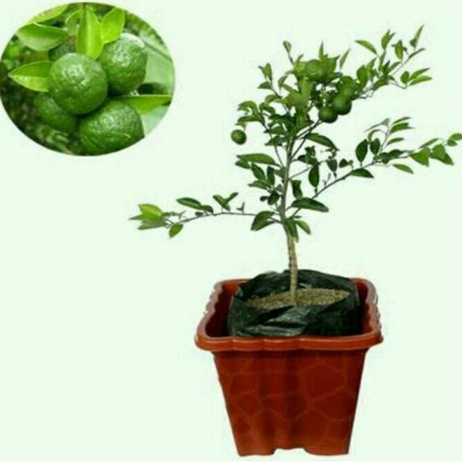 Bibit Jeruk Limau Kasturi Berbuah TUMBUHAN
