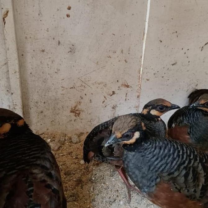 puyuh gonggong pasangan