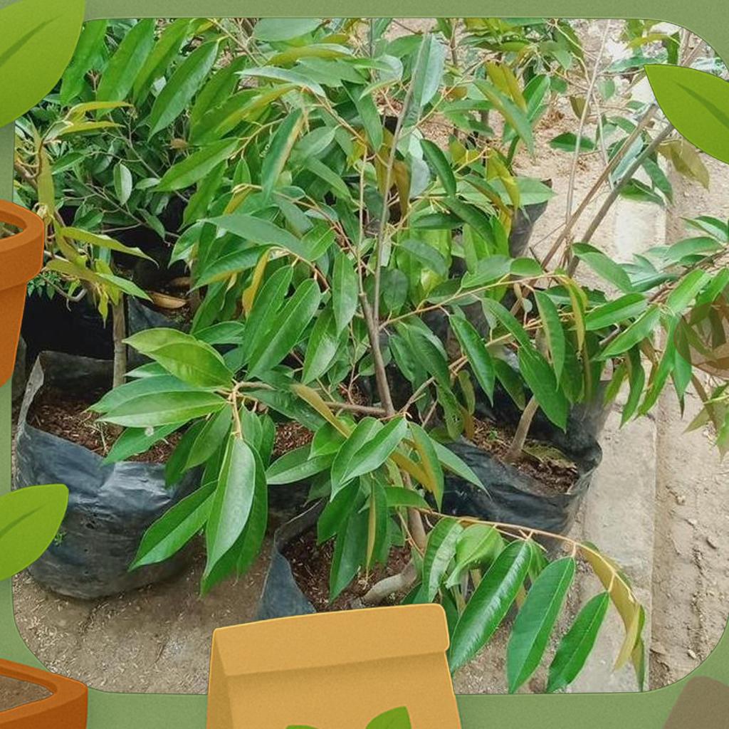Bibit Buah Durian Musang King Tinggi 1 Meter