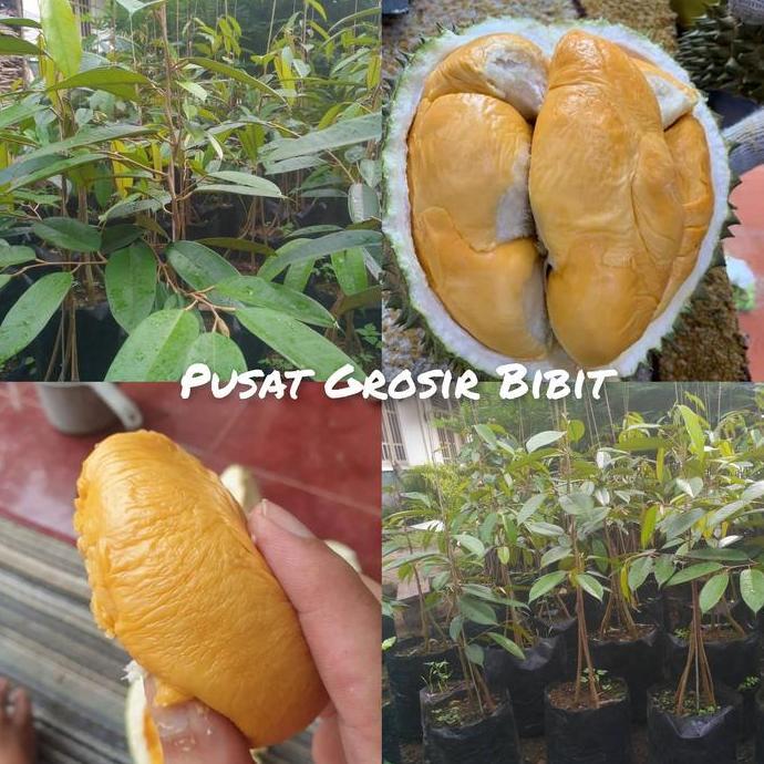 Bibit durian duri hitam kaki 3 - durian ochee