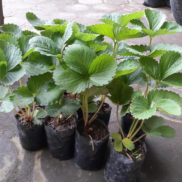 Bibit Tanaman Buah Strawberry California Jumbo Manis