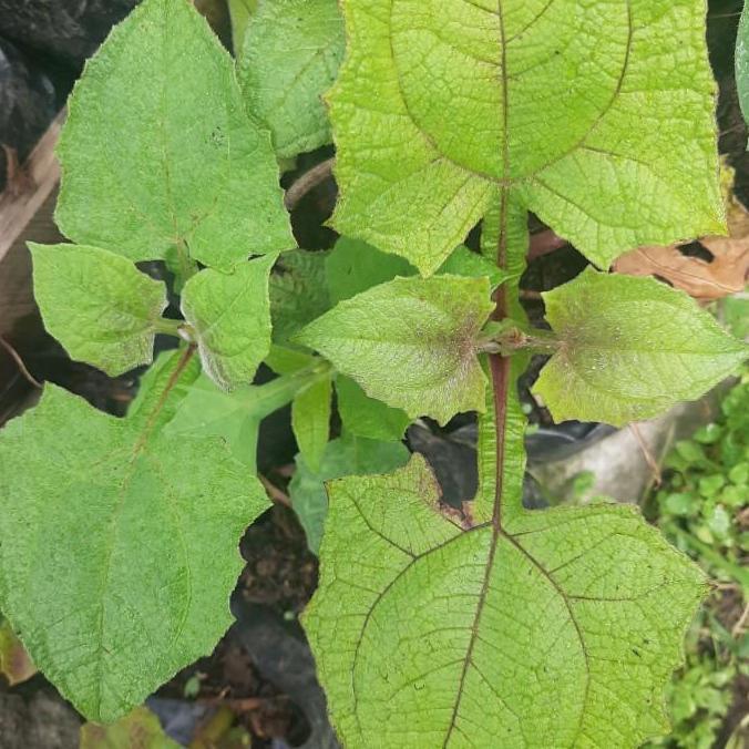 Bibit Yacon, Tanaman Insulin, Tanaman Umbi Yacon