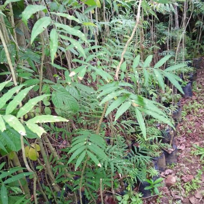 Bibit Tanaman Lerak - Deterjen Alami Yang Ramah Pada Bumi - Murah