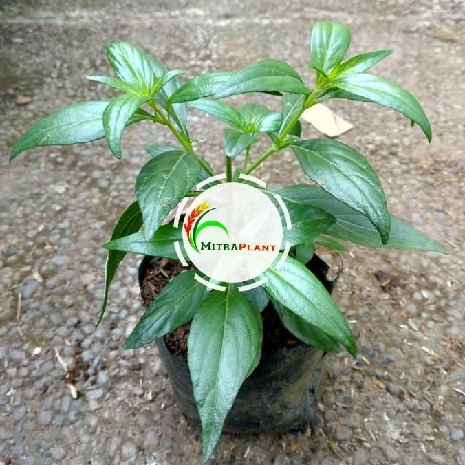 Bibit Tanaman Daun Sambiloto - Pohon Sambiloto - Tanaman Herbal