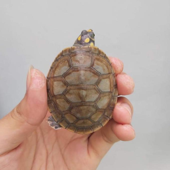 Spesial Yellow Spotted River Turtle (Podocnemis Unifilis) 5-6 Cm
