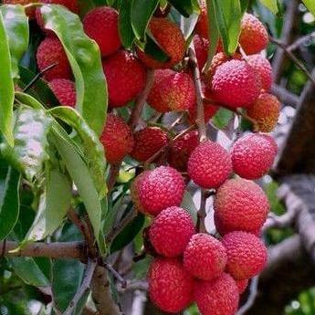 Tanaman Buah Leci Merah Cangkok Bibit Pohon