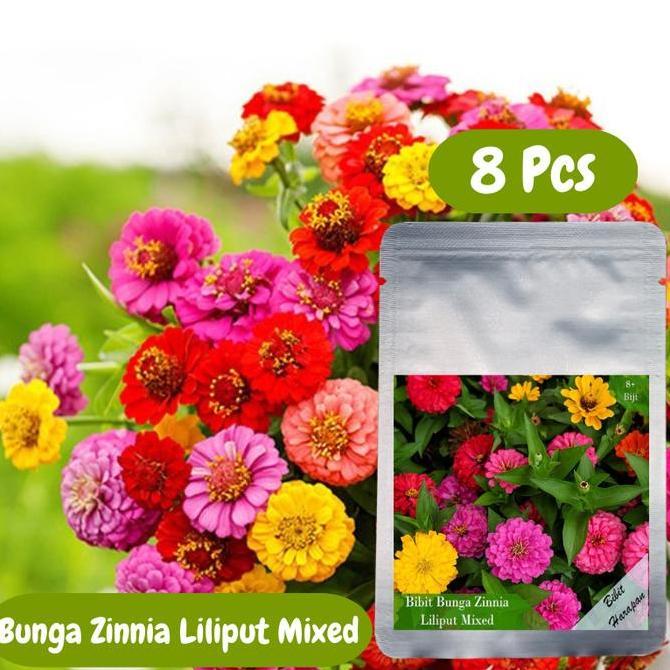 Bibit Benih Zinnia Liliput Mixed Bibit Unggul