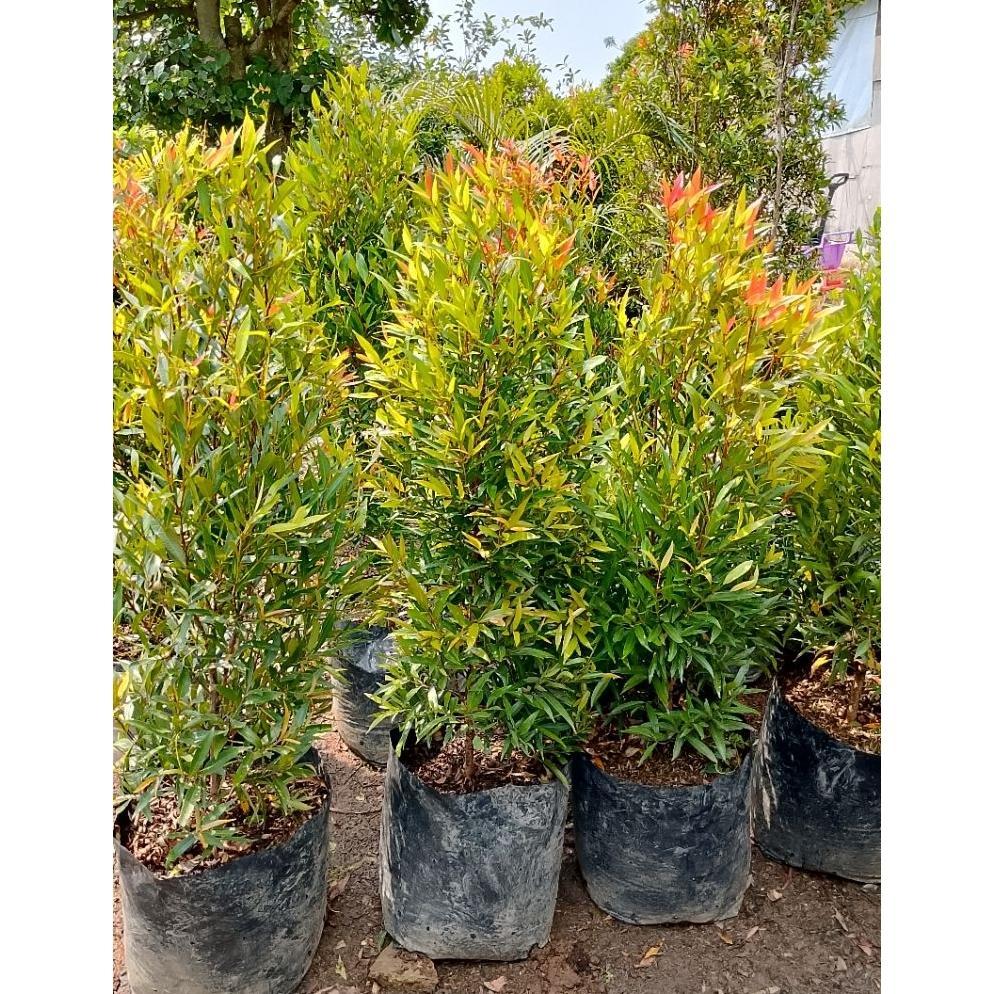 pucuk merah rimbun tinggi 1 meter Termurah