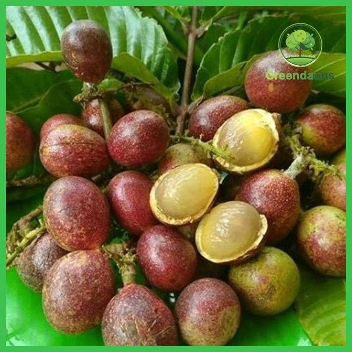 BIBIT MATOA SUPE SIAP BERBUAH TAMAN TANAMANA BIBIT PEKARANGAN HIASAN BUAH BUNGA