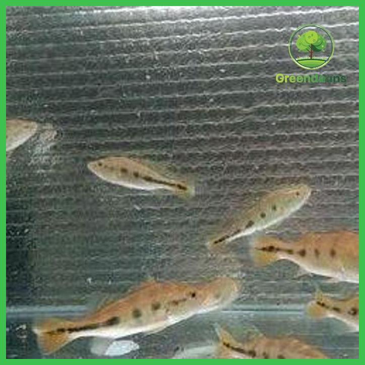 IKAN PEACOCK BASS ORINOCO PBASS OREO TAMAN TANAMANA BIBIT PEKARANGAN HIASAN BUAH BUNGA