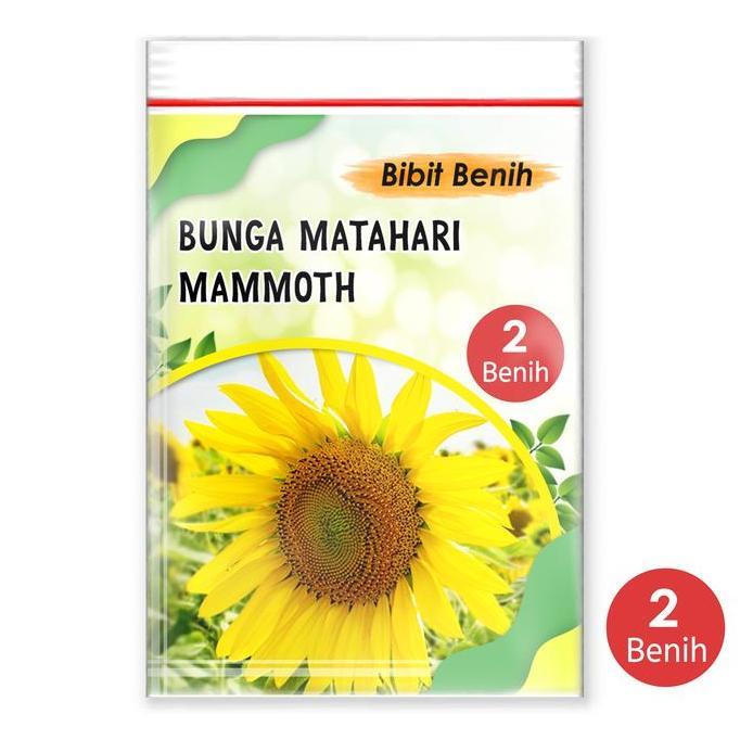 Bibit biji bunga matahari Mammoth import 2 biji kemasan klip plastik