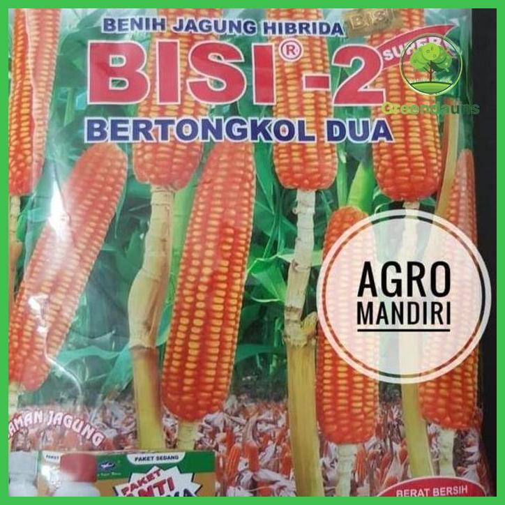 BIBIT JAGUNG BISI 2 SUPER 1 KILOGRAM JAGUNG MANIS TONGKOL 2 ISI +- 4000 BUTIR BENIH TAMAN TANAMANA B