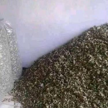 Best- Daun bidara kering 1 kg super