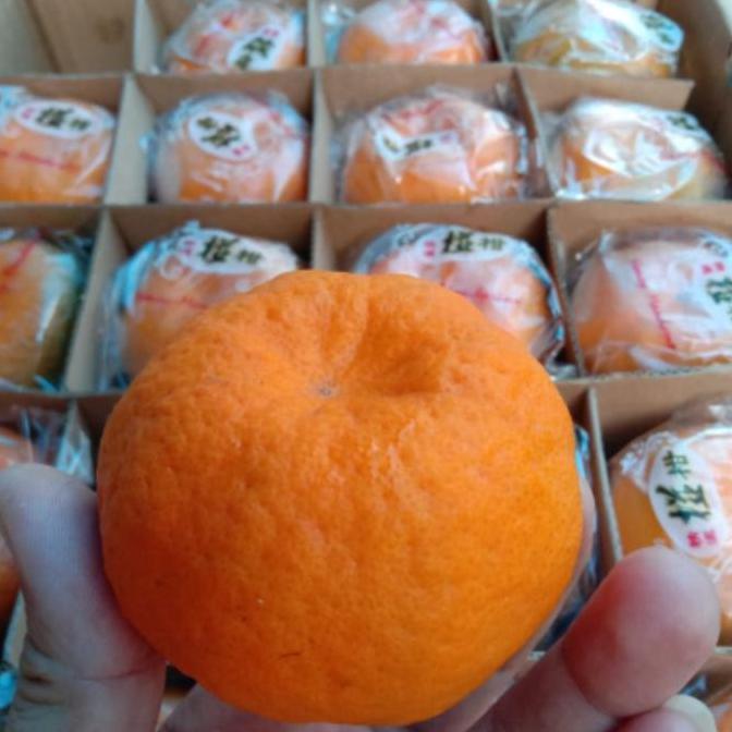 Fruxi- Buah Jeruk Ponkan Ponkam Lokam Lukam Honey Mandarin Manis Cina Taiwan