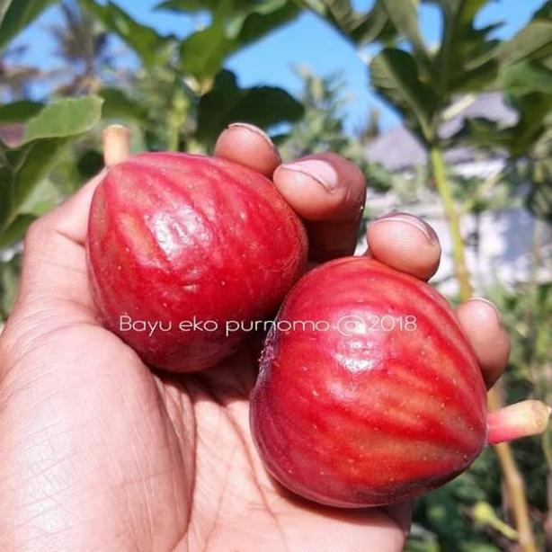 Expert- Bibit Buah Tin Salscorleon FC