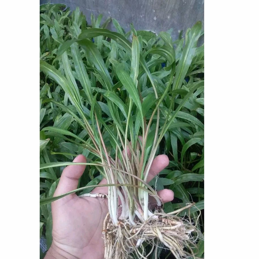 Cryptocoryne spiralis green