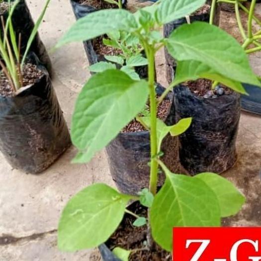 Pohon Leunca/Ranti-Bibit Tanaman Leunca/Buah Ranti SEGAR JAMIN HALAL