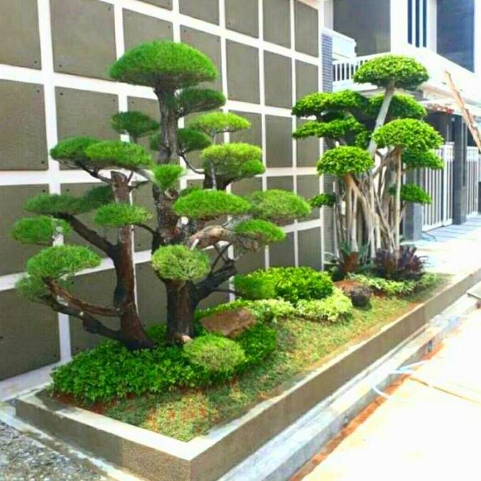 bonsai taman cemara udang limited