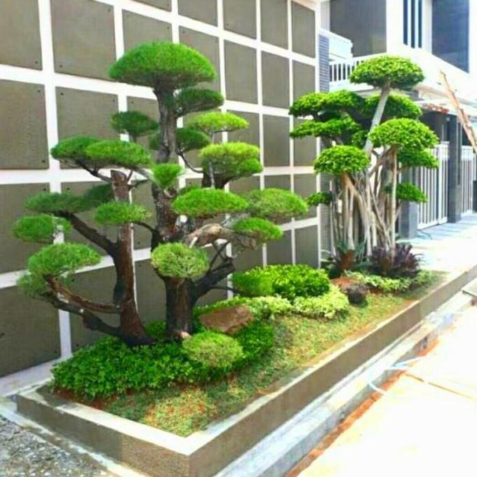 bonsai taman cemara udang limited