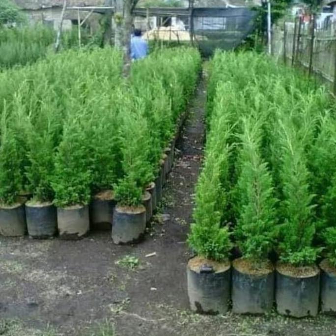 Pohon Cemara Lilin / Cemara Natal - Tanaman Hias Cemara Lilin