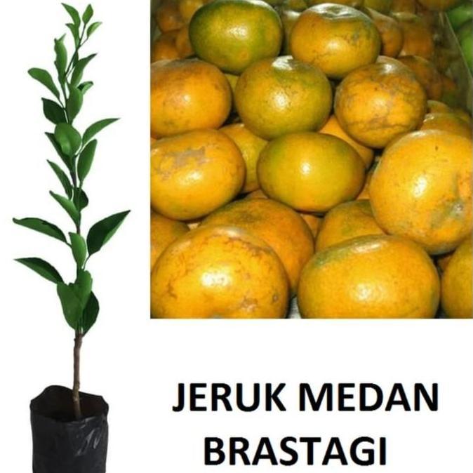 POHON Bibit Jeruk Medan Tanaman Buah Jeruk Medan Segar JAMIN HALAL