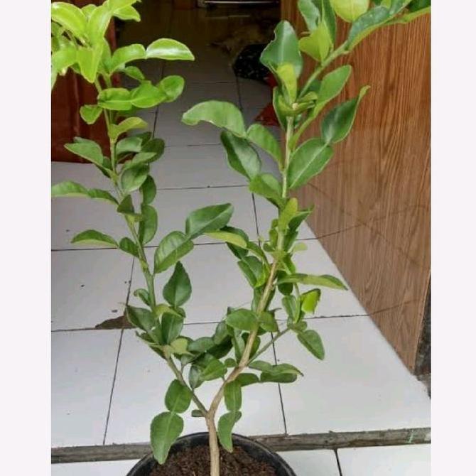 Bibit Buah Jerruk Purut  Siap Tanam / Buah Jeruk/ Jeruk Purut Cangkok / Daun Jeruk Masak / Tanaman B