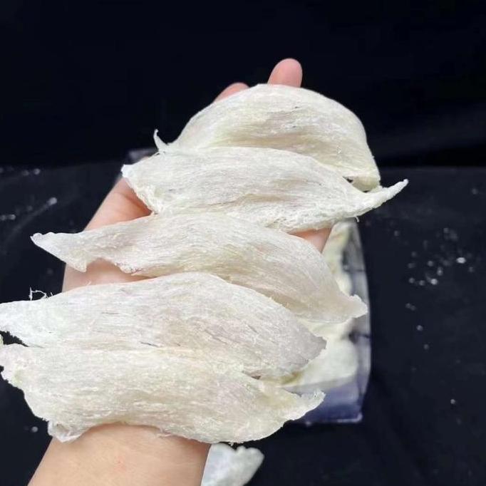 Sarang Burung Walet patahan panjang