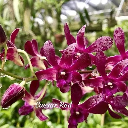 Anggrek Dendrobium Caesar Red Dewasa Spike