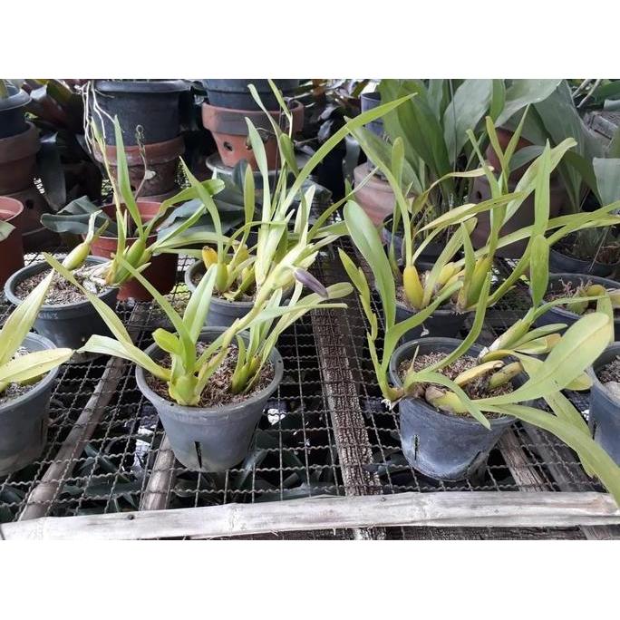 [ Dewasa ] Miltonia Spectabilis Anggrek Bersejarah Dengan Keanggunan Dan Aroma Yang Kuat