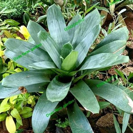 Tanaman Hias Bromelia Giant Bromelia Besar