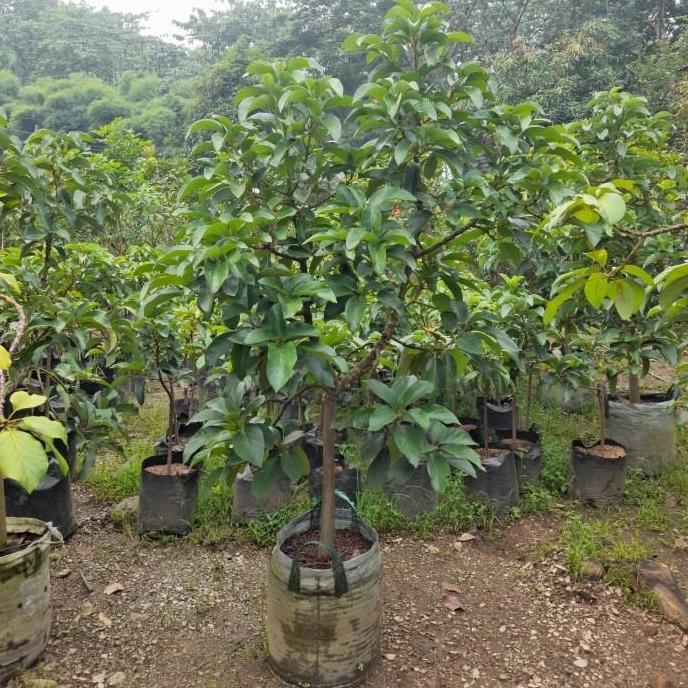 TERBARU pohon buah alpukat miki tinggi 2m - bibit alpukat miki siap berbuah
