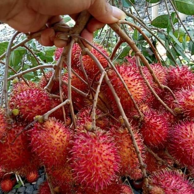 Bibit pohon rambutan Bangkok kalimantan cangkok