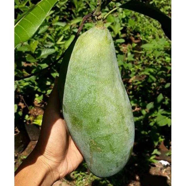 Bibit Mangga Mahatir Super