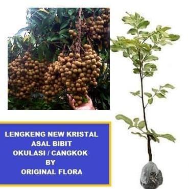 Bibit Kelengkeng New Kristal Klengkeng NewKristal Lengkeng New Kristal