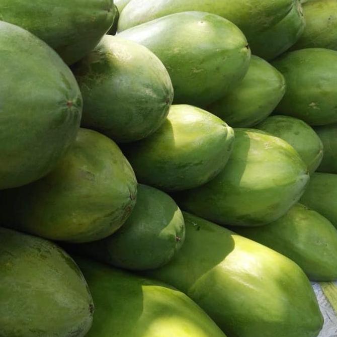 Bibit pepaya california ipb9