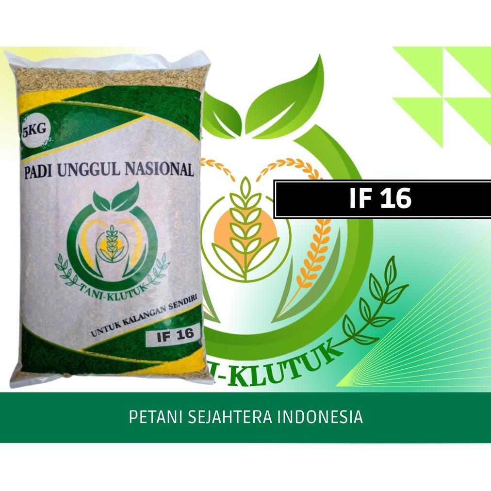 Bisa Cod Benih Padi If 16 Original Ab2Ti Ori Termurah 5Kg Potensi Hasil 14 Ton Original Kualitas Ter