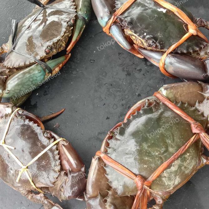 Veganxi- Kepiting Bakau Hidup