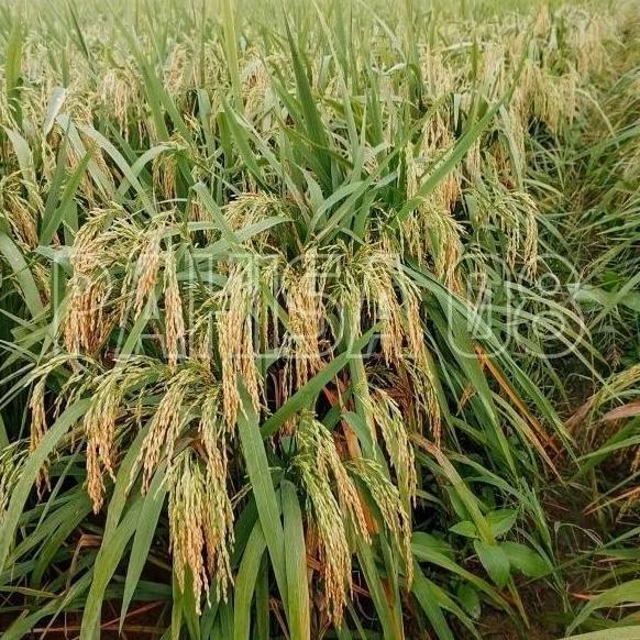 Bisa Cod Benih Padi Hibrida Pahisa 08 - 1Kg >>