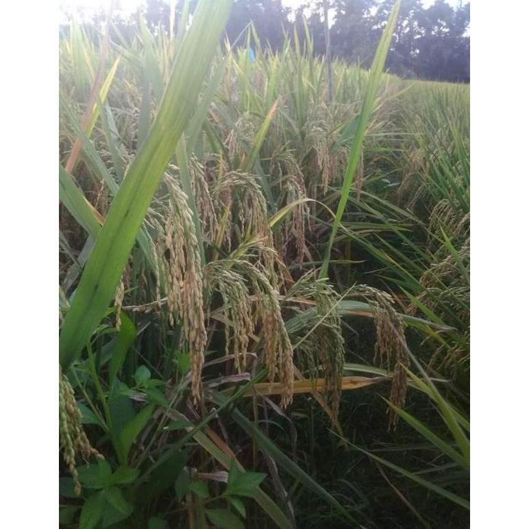 Bisa Cod Padi Unggul 2 Tongkol/Tongkol 2/ Dua Tongkol/Tongkol 2 Super Jumbo Kemasan 1Kg >>