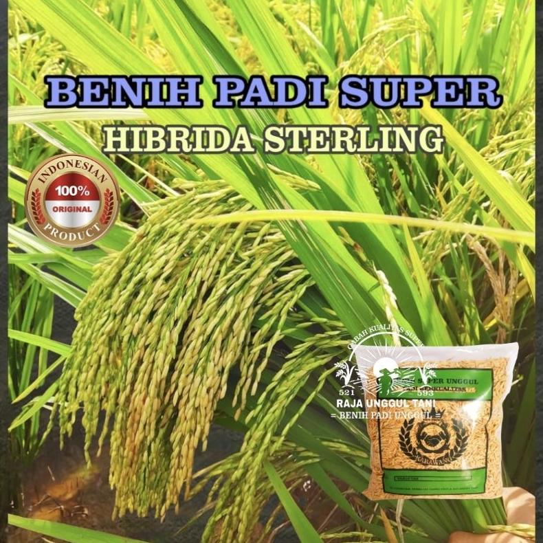 Bisa Cod Benih Bibit Padi Unggul 1Kg Super Genjah Hibrida Sterling Gabah Berkualitas >>