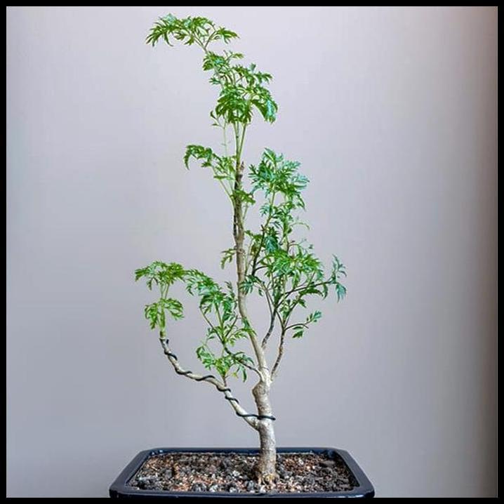 DISKON BONSAI BONSA BERLANGKAS KEDONDONG LAUT POLYSCIAS FRUTICOSA ANDONG 001 