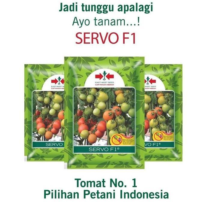 Benih Tomat Servo F1 1.750 Butir Panah Merah Tomat Hibrida