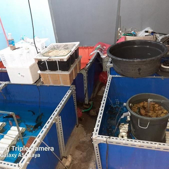 Paket buat indukan Lobster Air Tawar 4 inch up isi 3 ekor